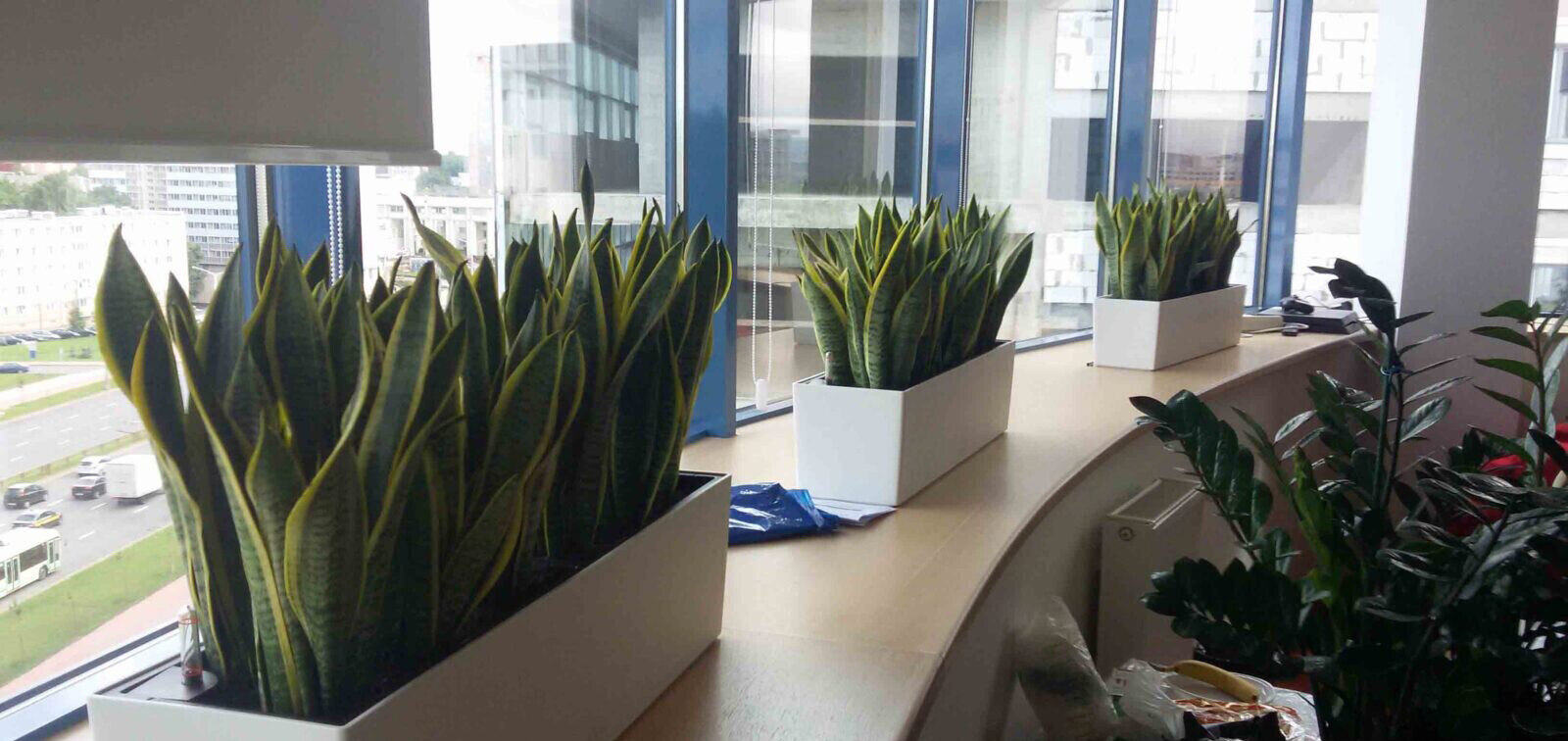 Уход за растениями в офисах