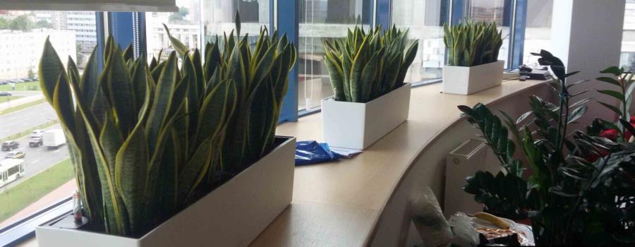 Уход за растениями в офисах